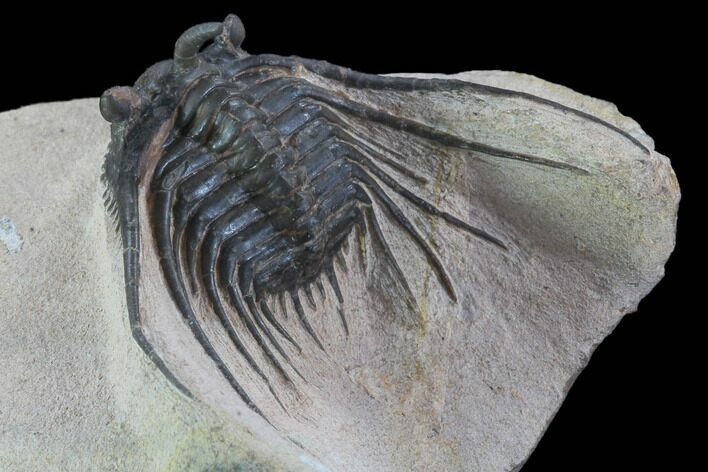 Kettneraspis Trilobite (Long Occipital Horn) - Lghaft, Morocco #98617